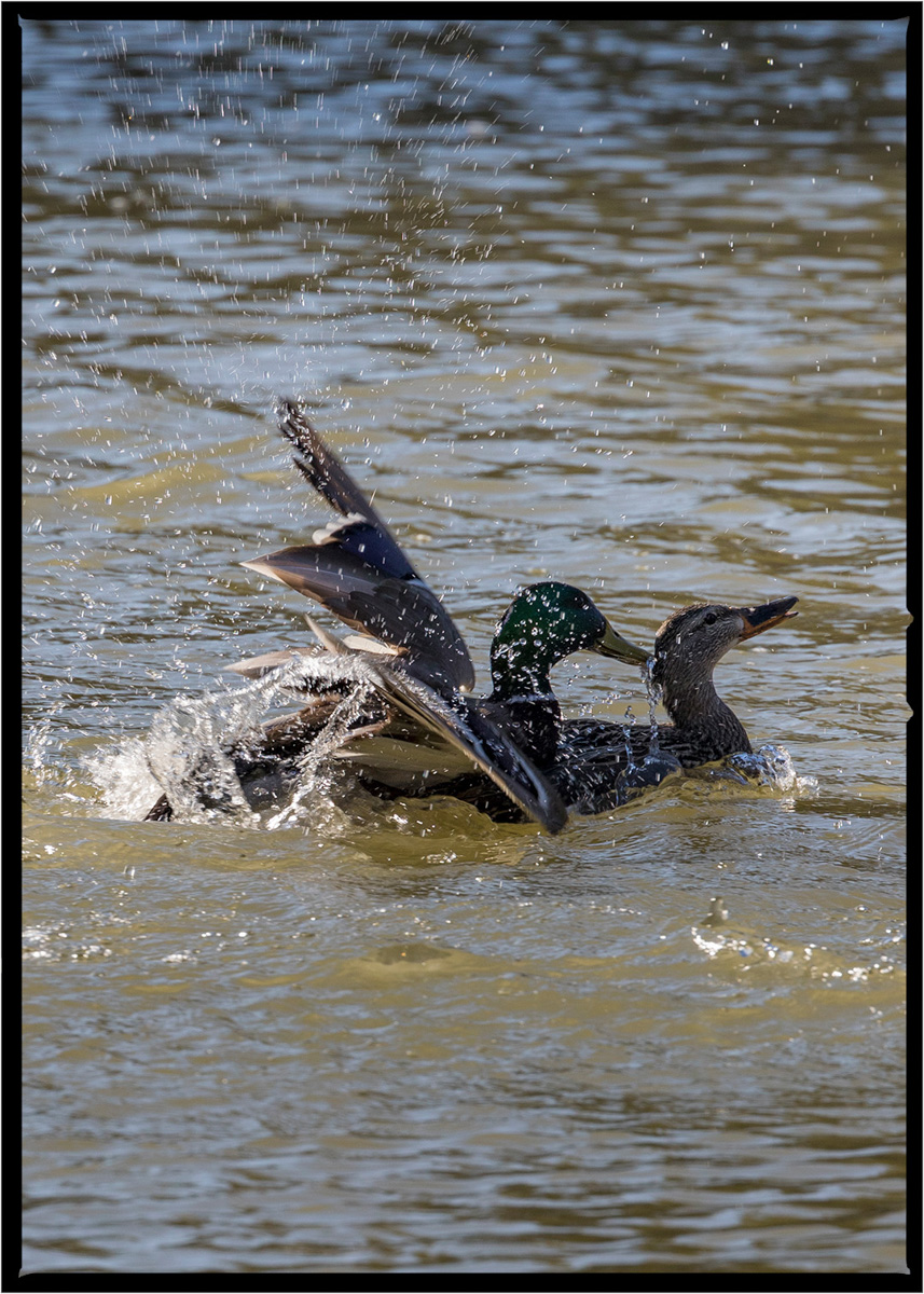 Mallard Duck | Flathead County, Montana