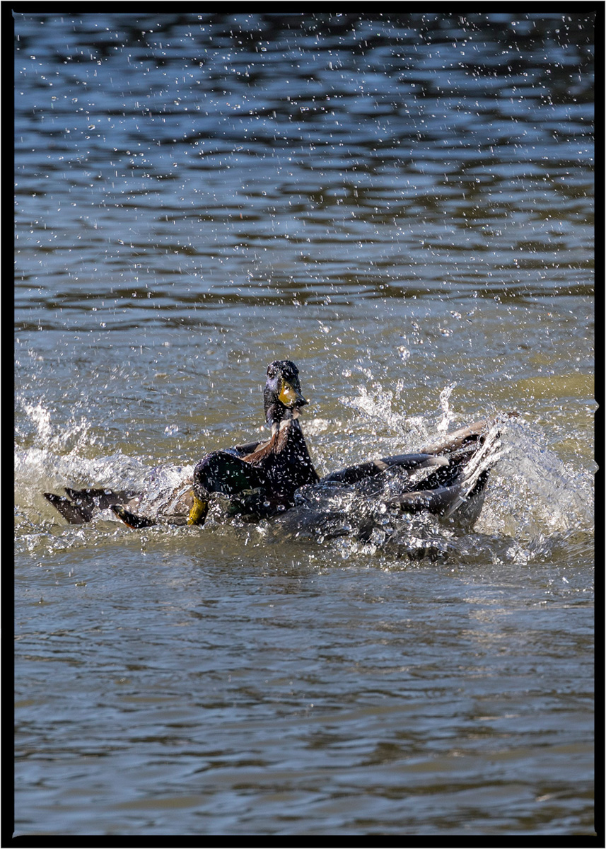 Mallard Duck | Flathead County, Montana