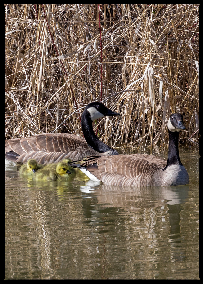 Canada Goose  | Flathead County, Montana