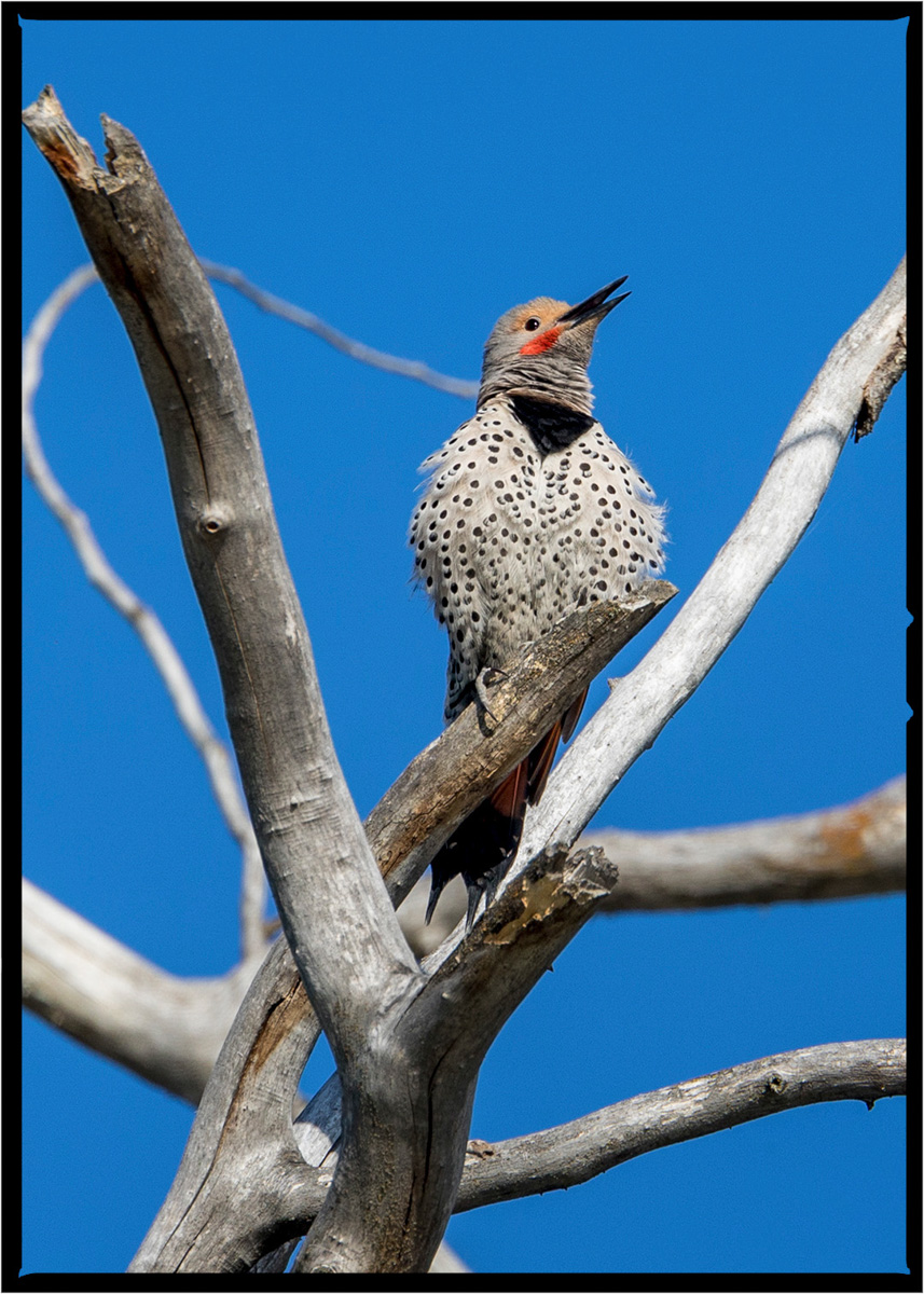 Northern Flicker Woodpecker | Flathead County, Montana