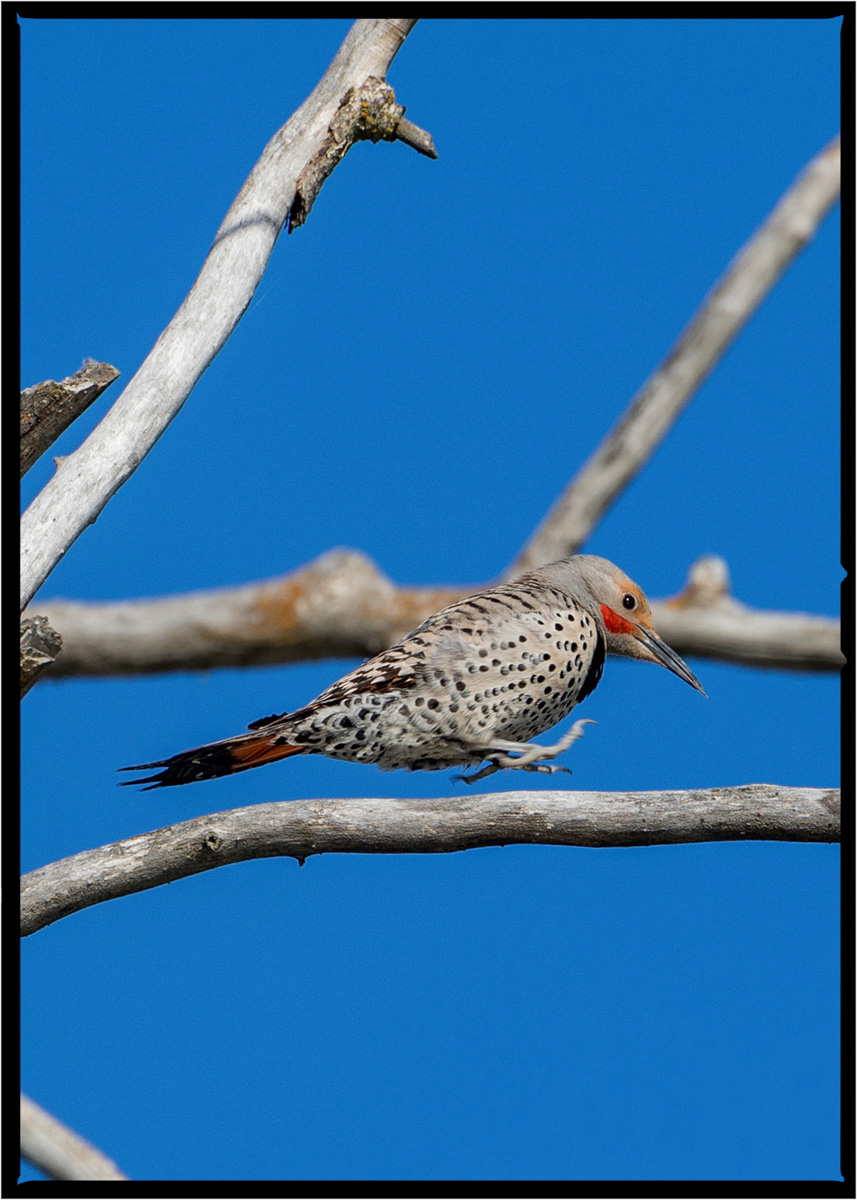 Northern Flicker Woodpecker | Flathead County, Montana