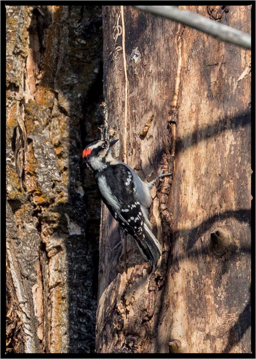 Downy Woodpecker | Flathead County, Montana
