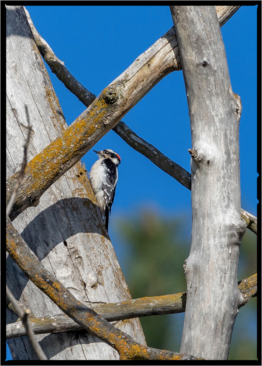 Downy Woodpecker | Flathead County, Montana