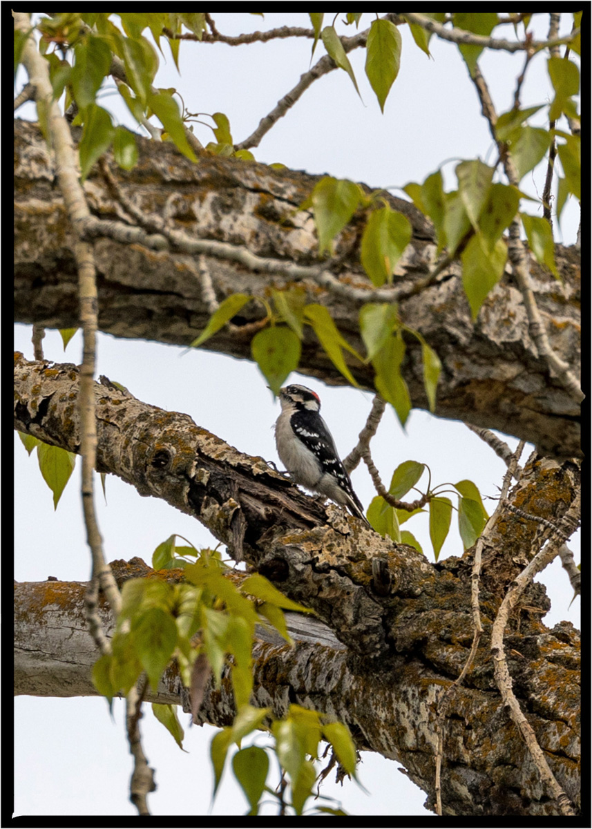 Downy Woodpecker | Flathead County, Montana