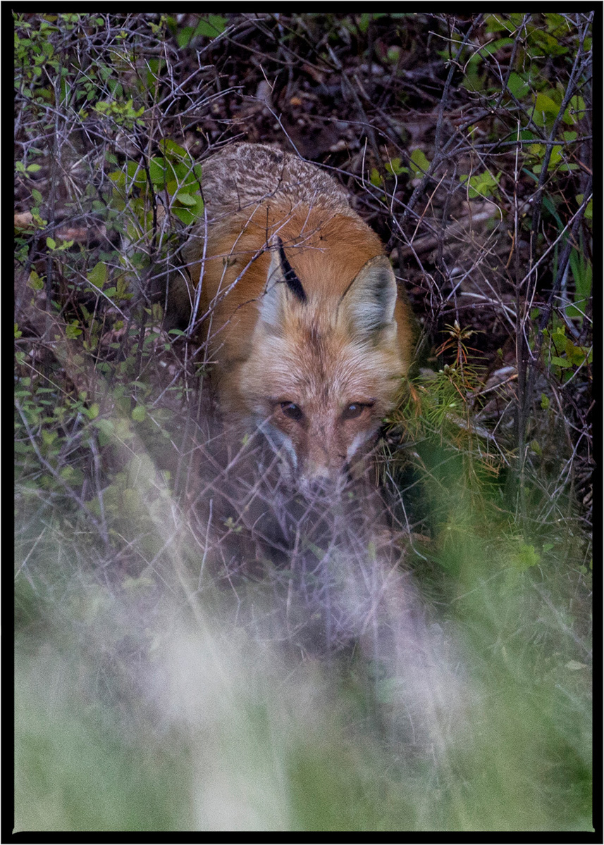 Fox | Flathead County, Montana