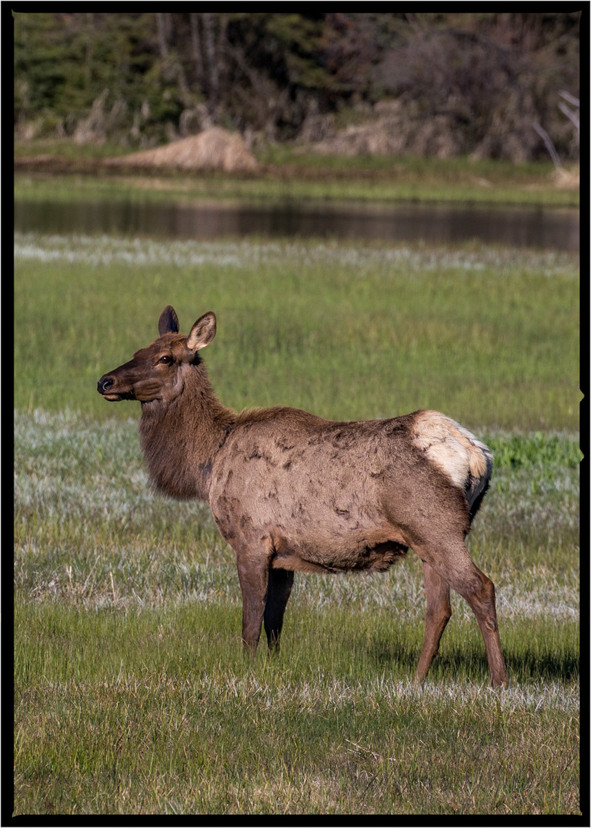 Elk | Lake County, Montana