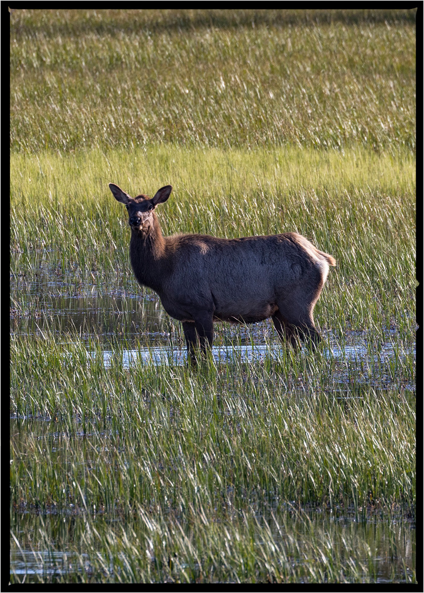 Elk | Lake County, Montana