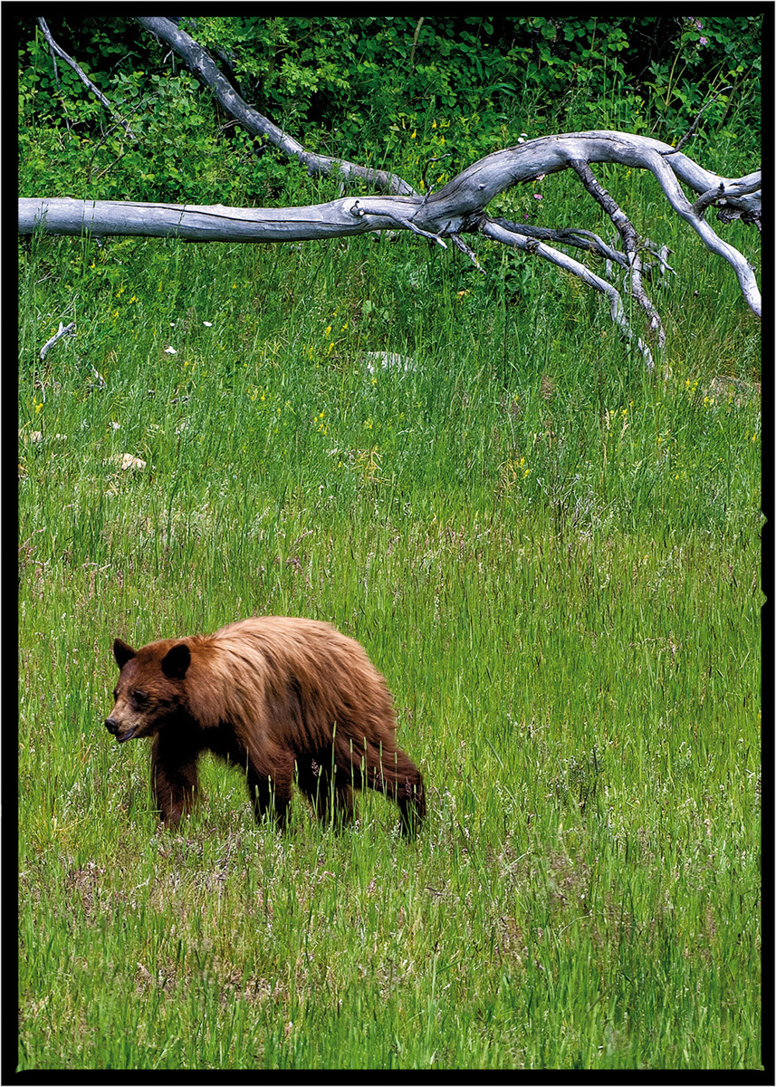 Black Bear | Glacier National Park