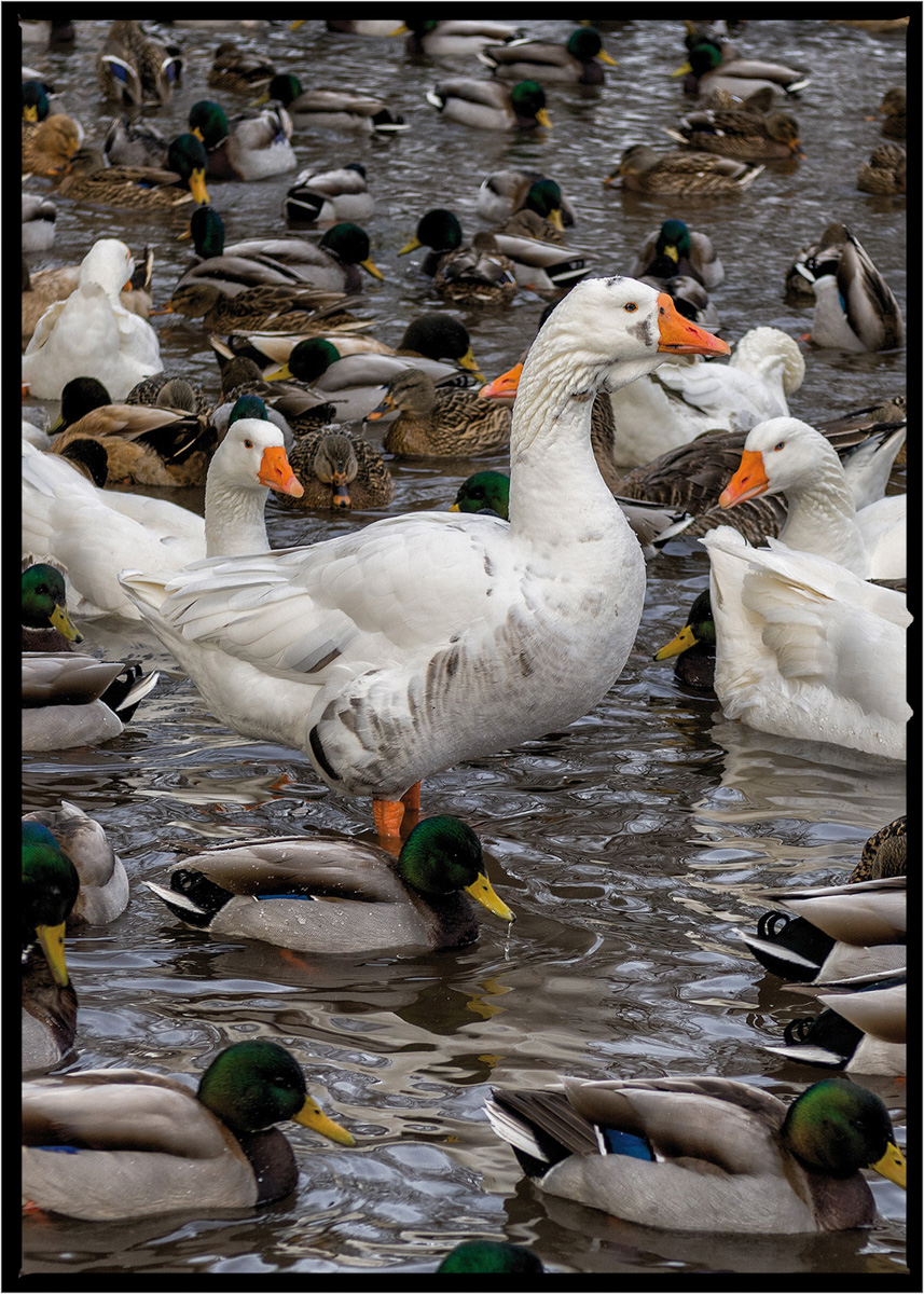 Goose | Flathead County, Montana