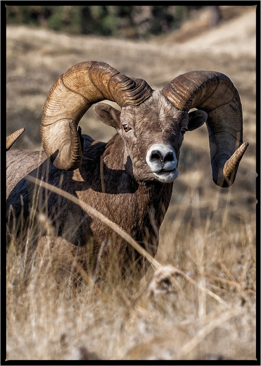Bighorn Sheep | Flathead County, Montana