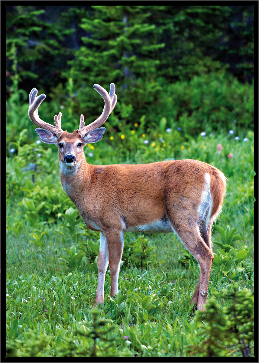 Deer | Glacier National Park