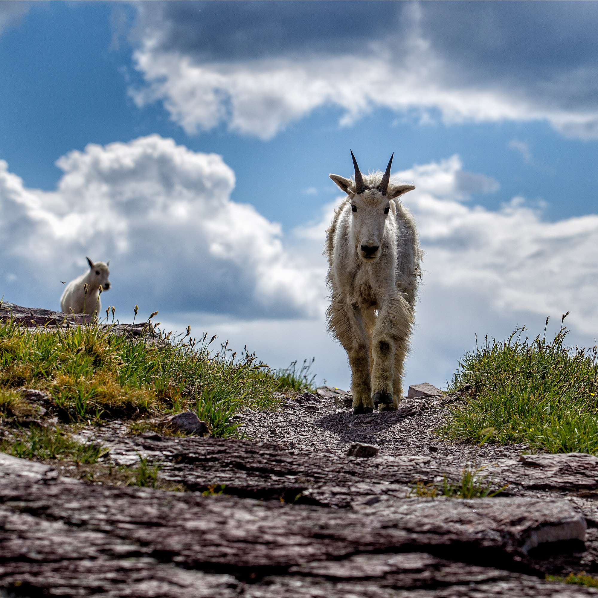 Mountain Goat, Glacier National Park