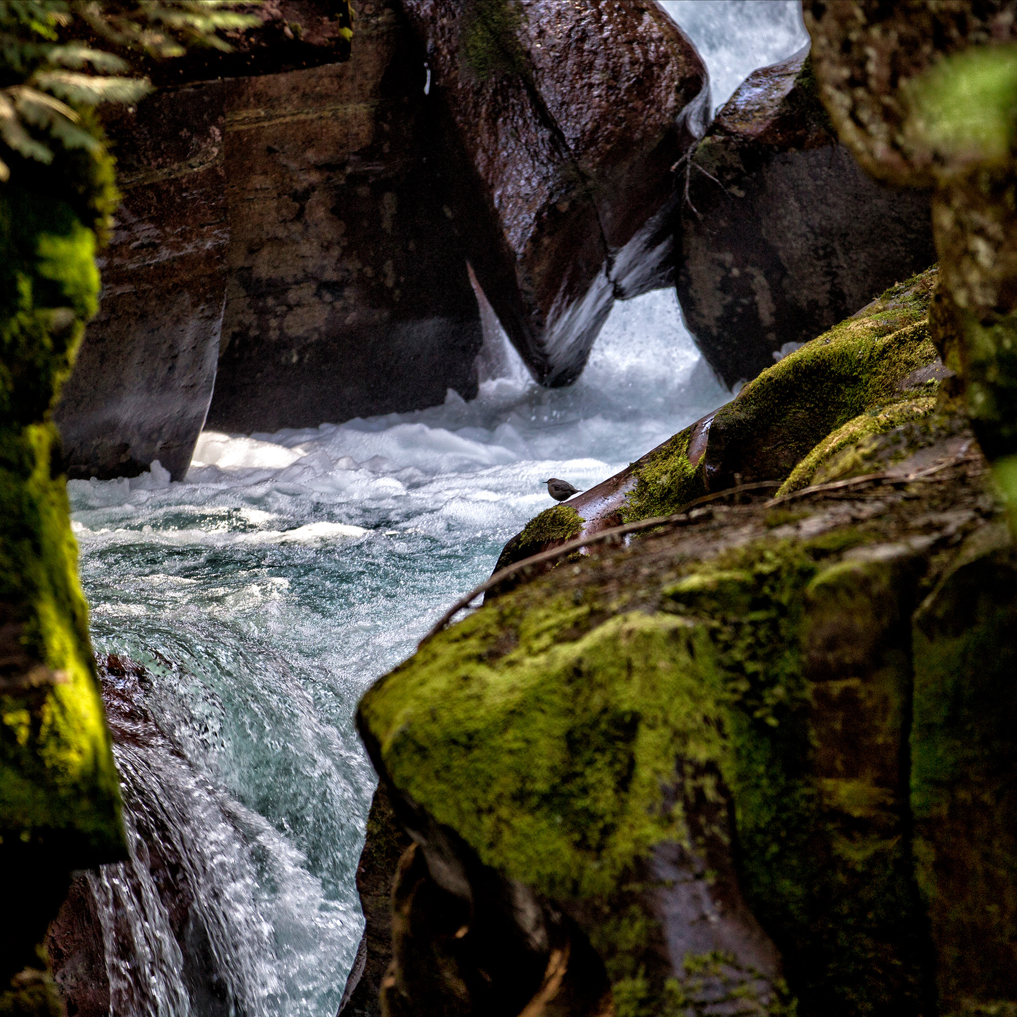Avalanche Gorge, Glacier National Park