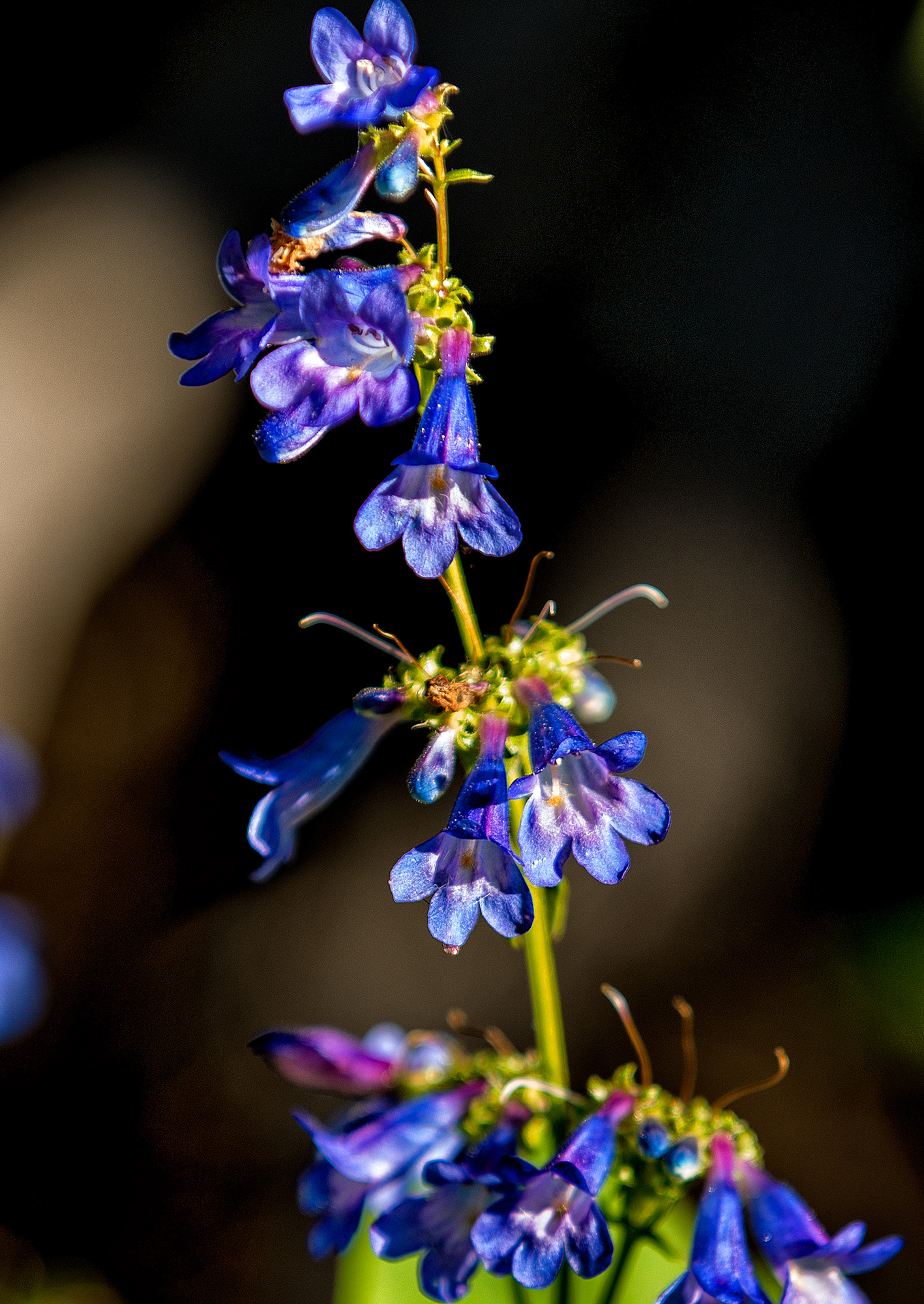 Penstemon