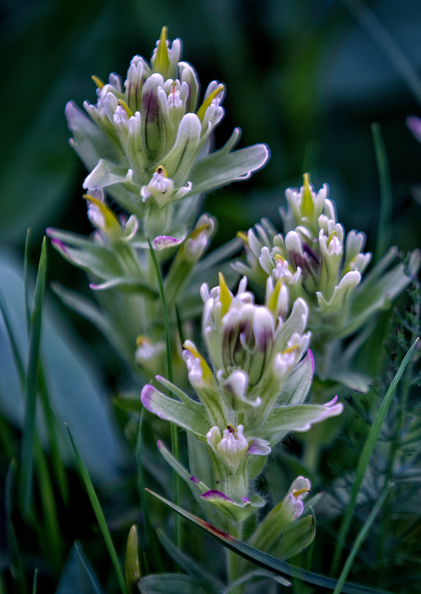 White Paintbrush