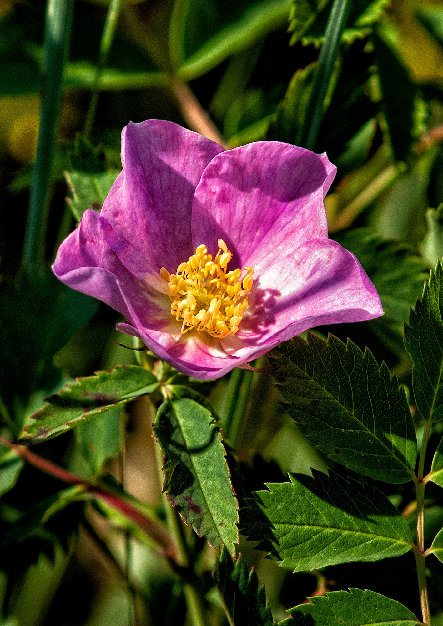 Wild Rose