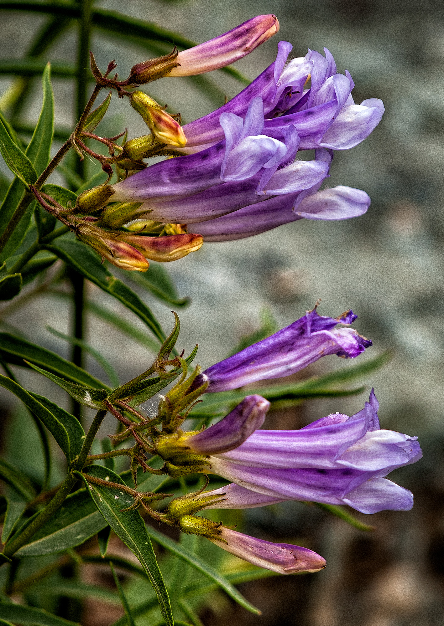 Lyall's Penstemon