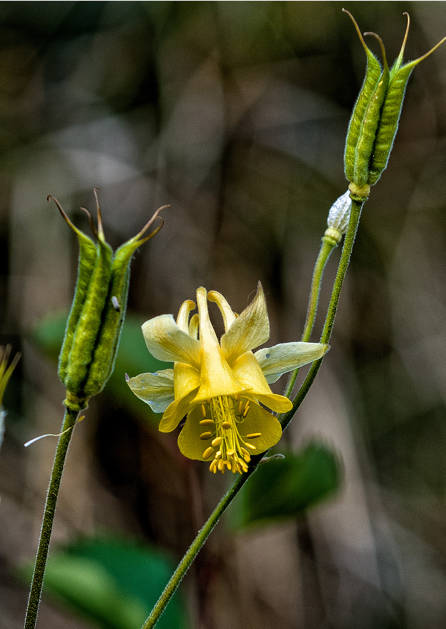 Yellow Columbine