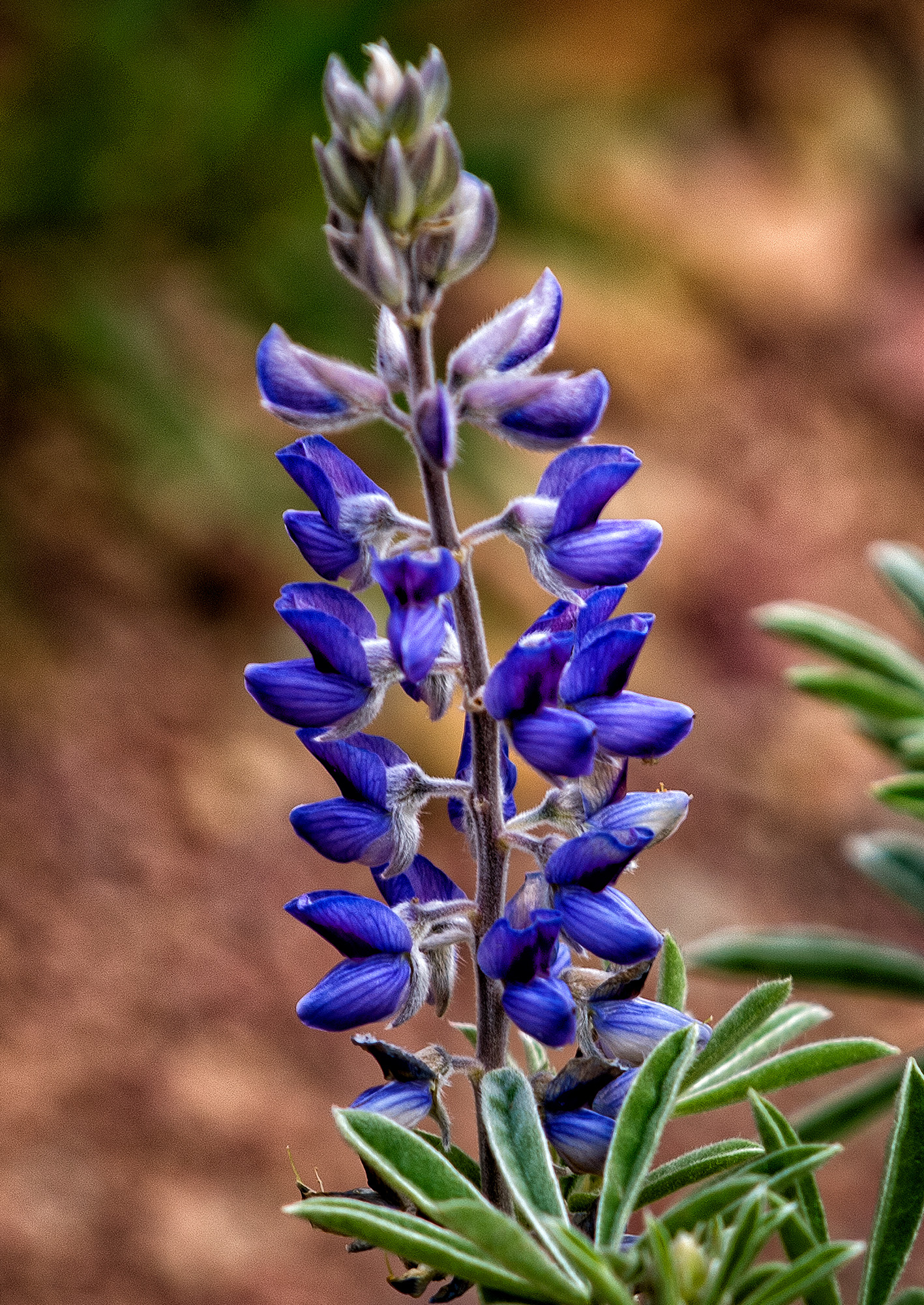 Silky Lupine