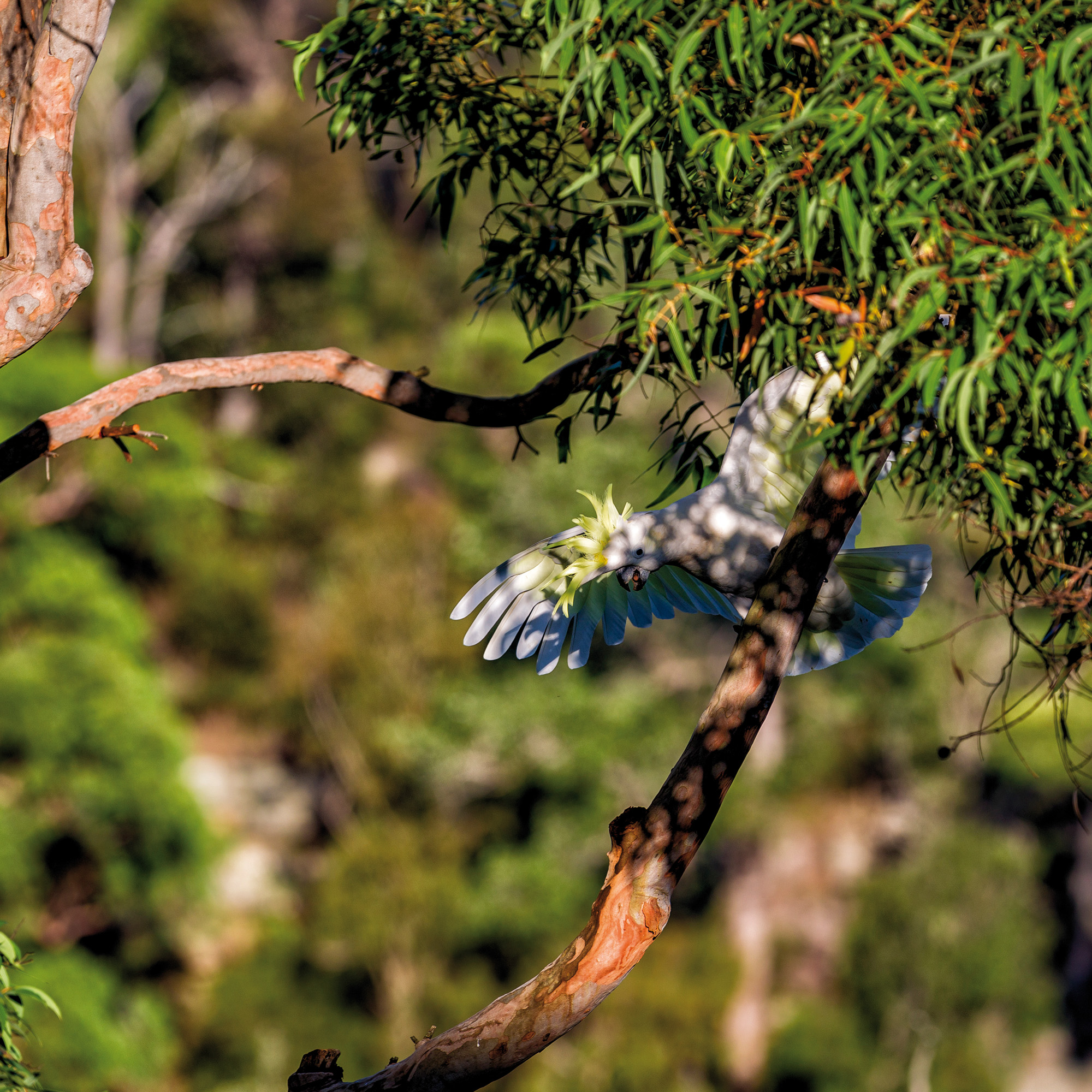 Wildlife Australia