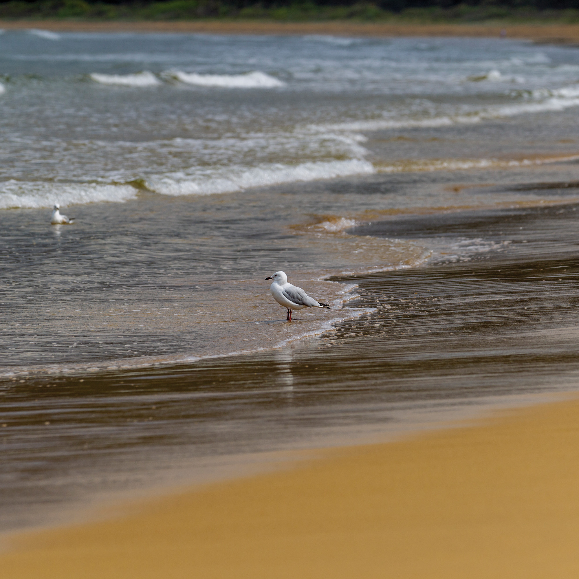 Umina Peninsula, NSW