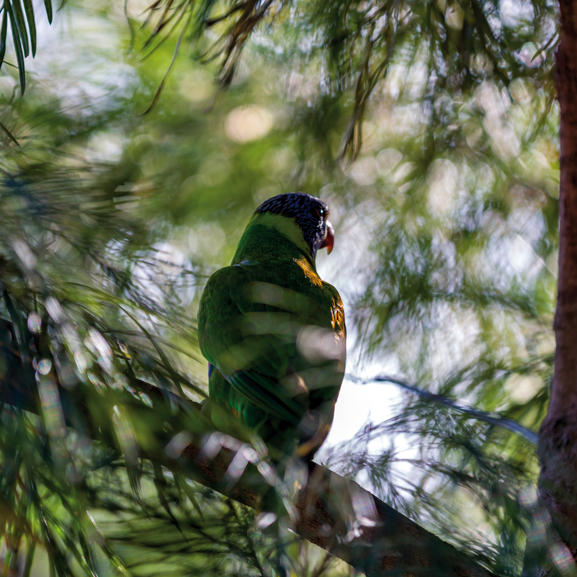 Wildlife Australia