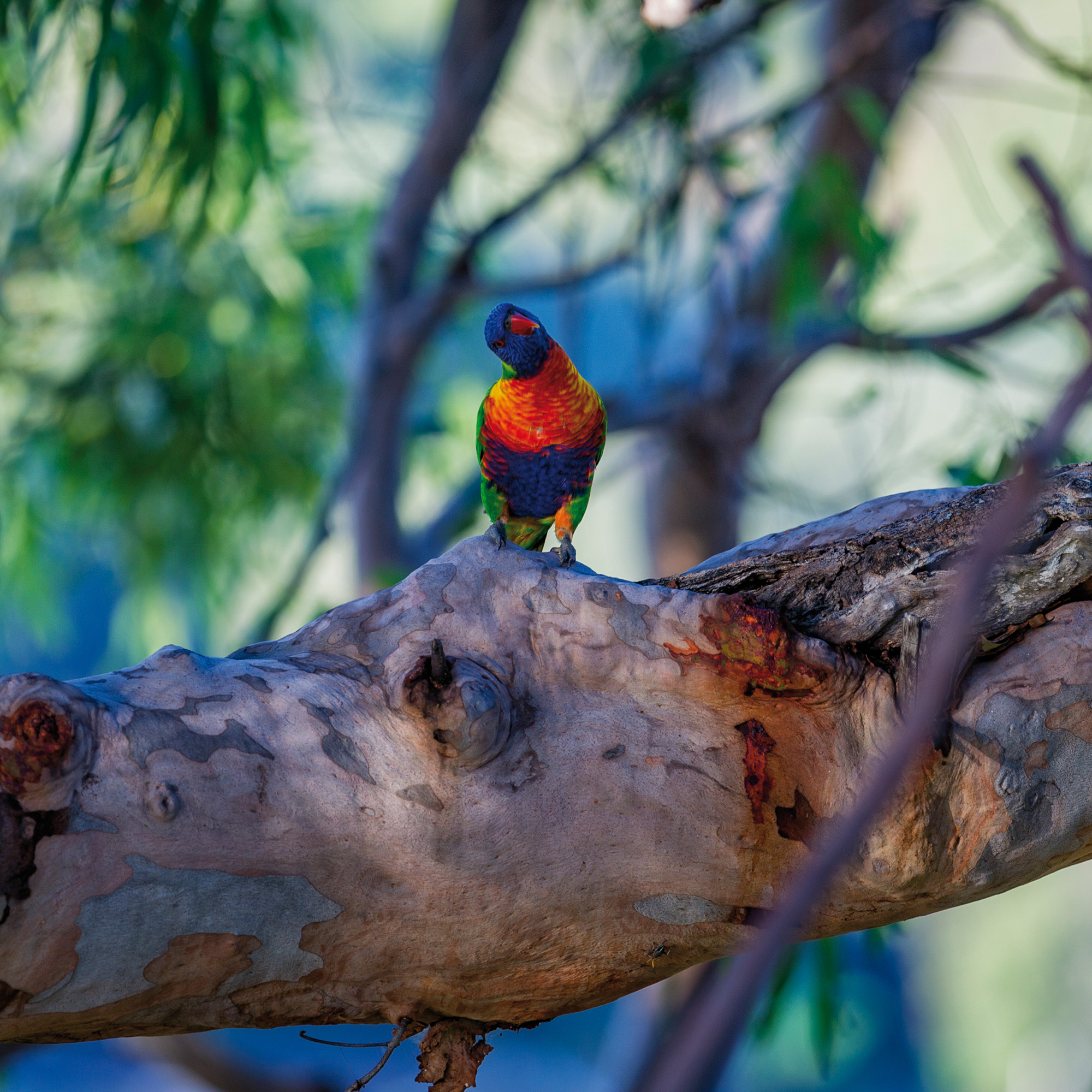 Wildlife Australia