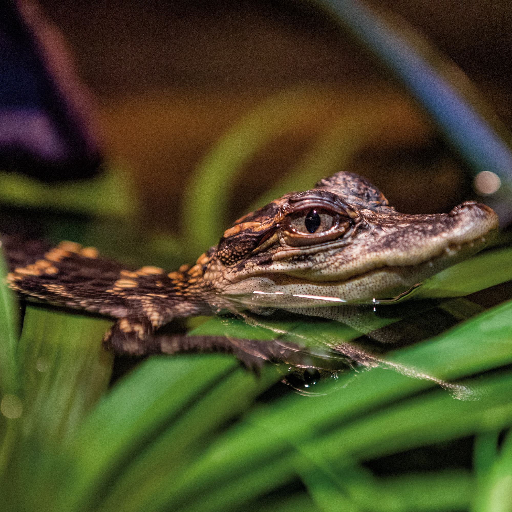 Reptile Park, Sydney Australia
