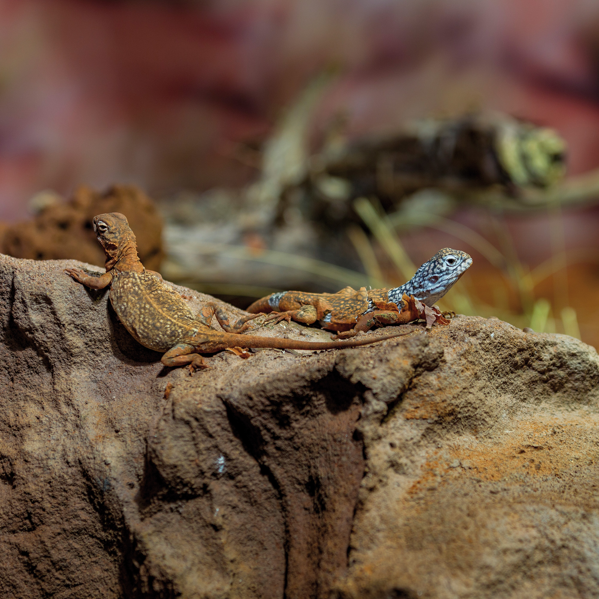 Reptile Park, Sydney Australia
