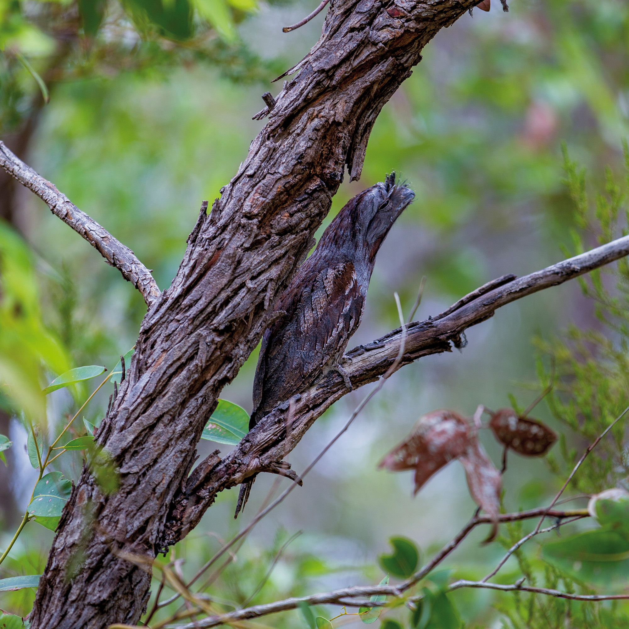 Wildlife Australia
