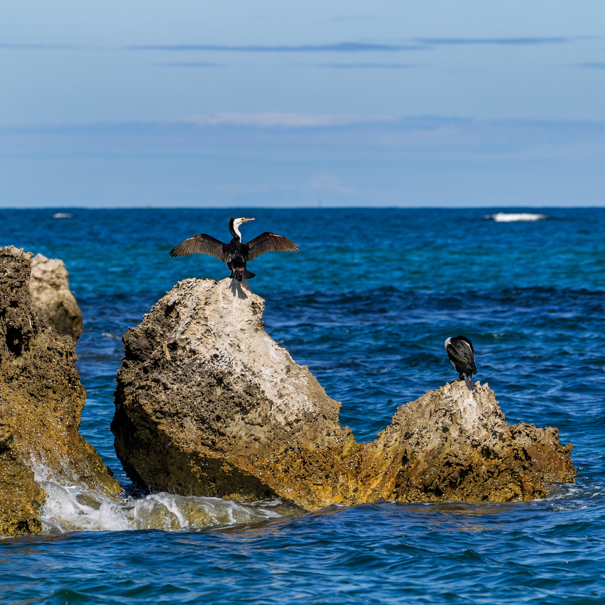 Penguin Island, West Australia