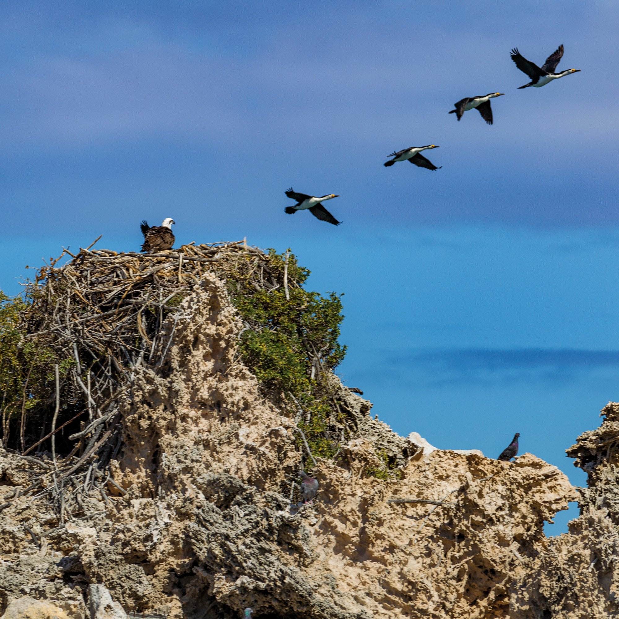 Penguin Island, West Australia