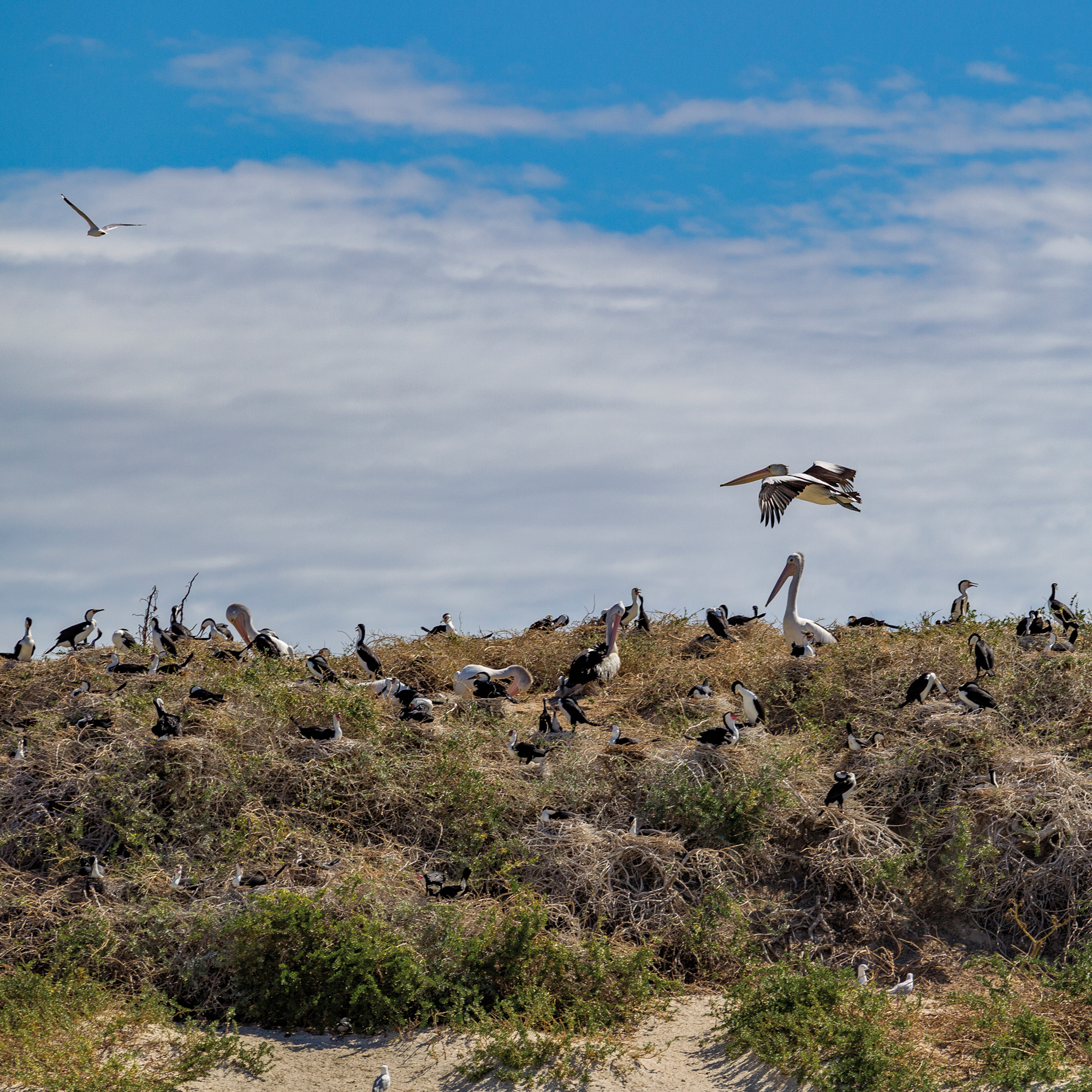 Penguin Island, West Australia