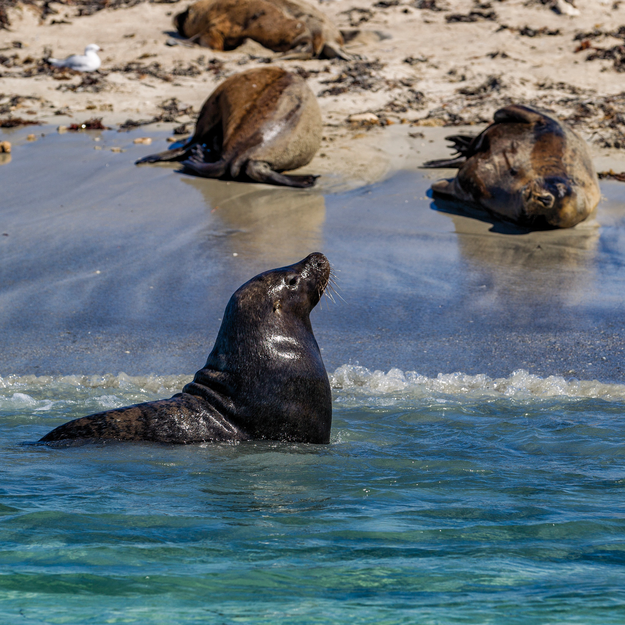 Penguin Island, West Australia