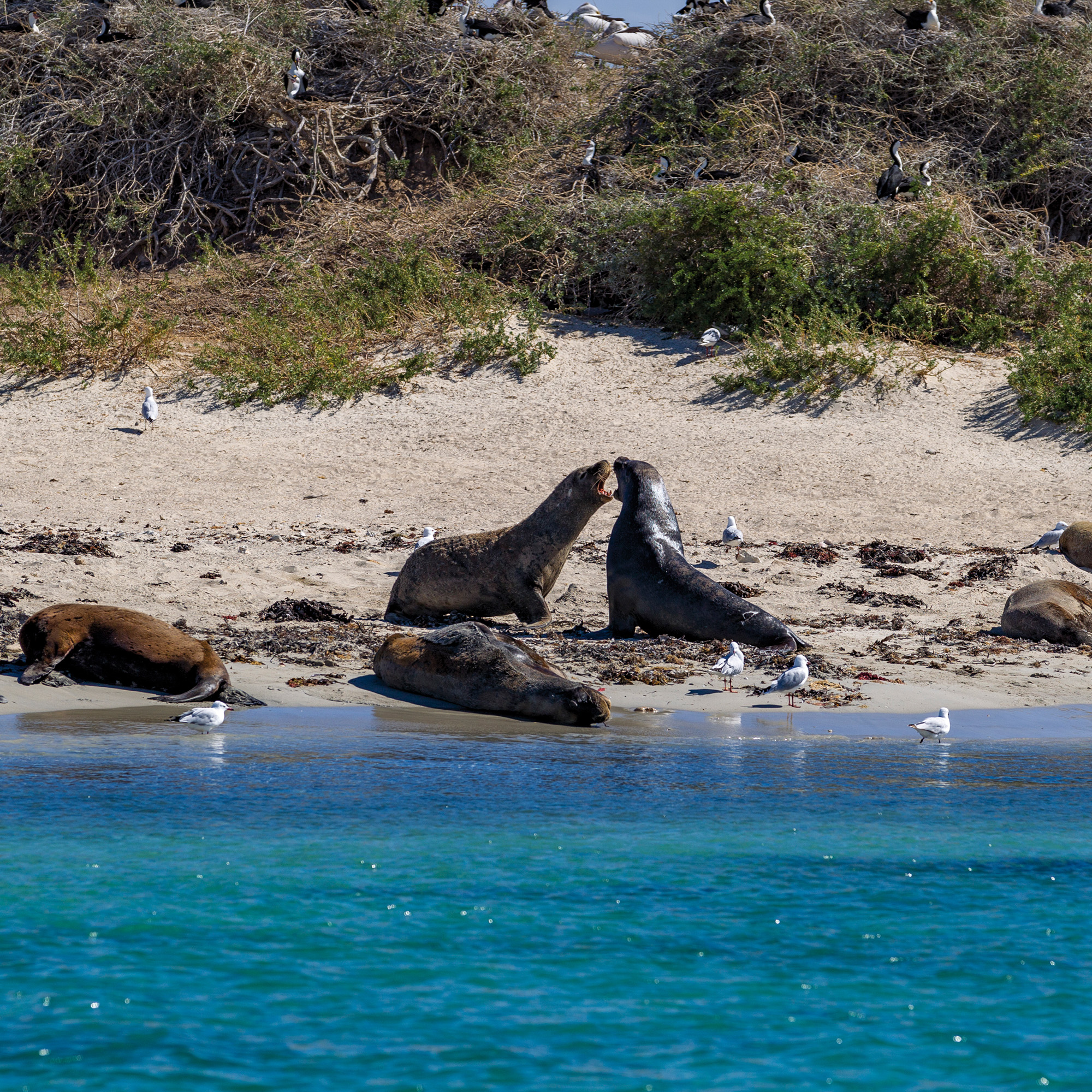 Penguin Island, West Australia