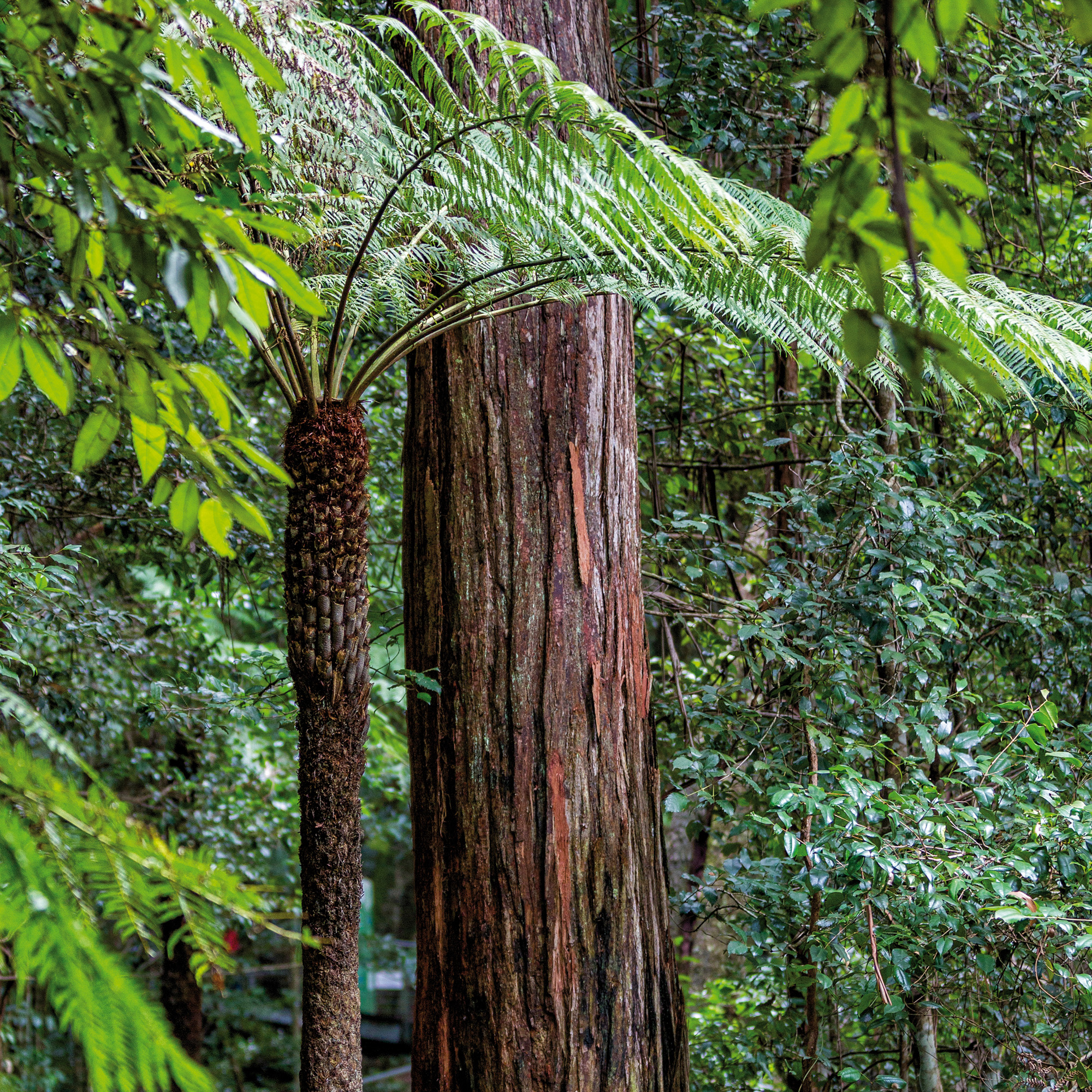Blue Mountains, NSW