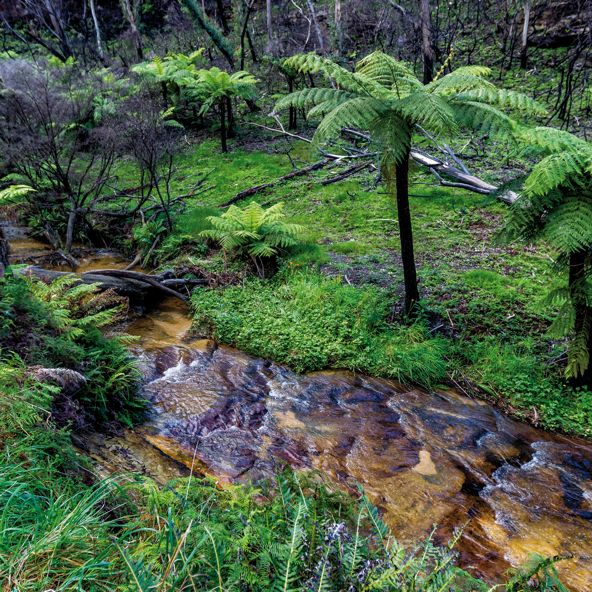 Blue Mountains, NSW