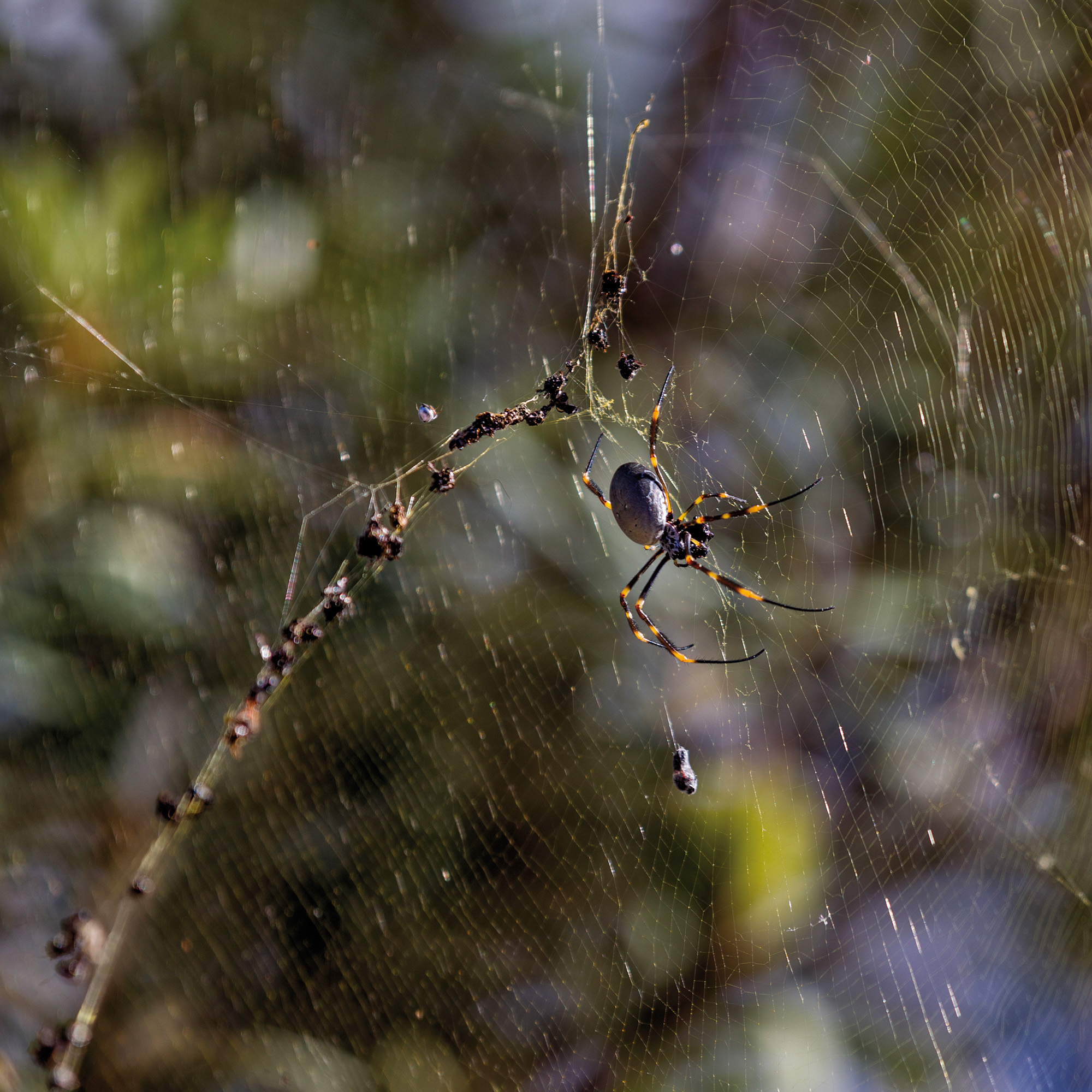 Wildlife Australia