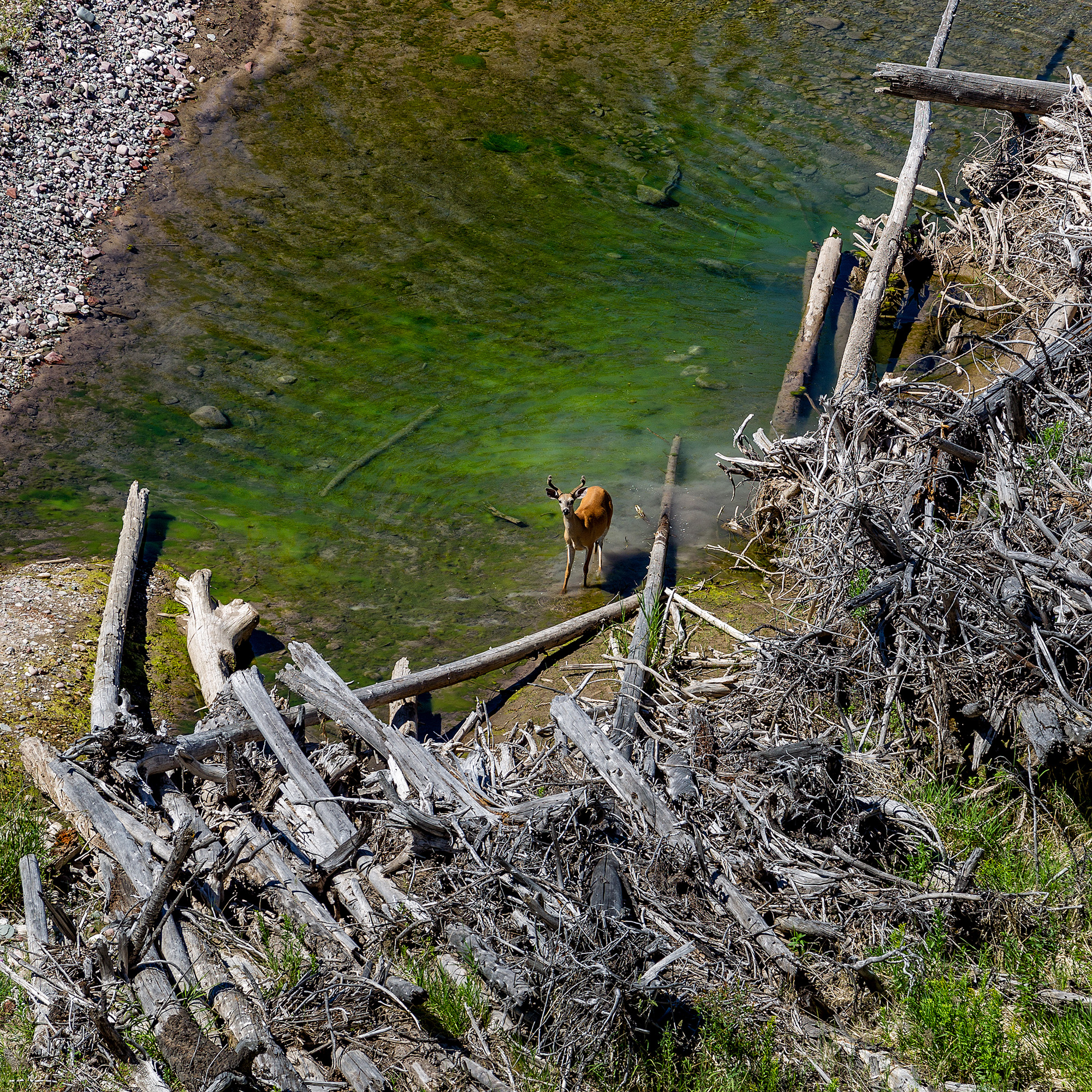 Hungry Horse Reservoir, Montana