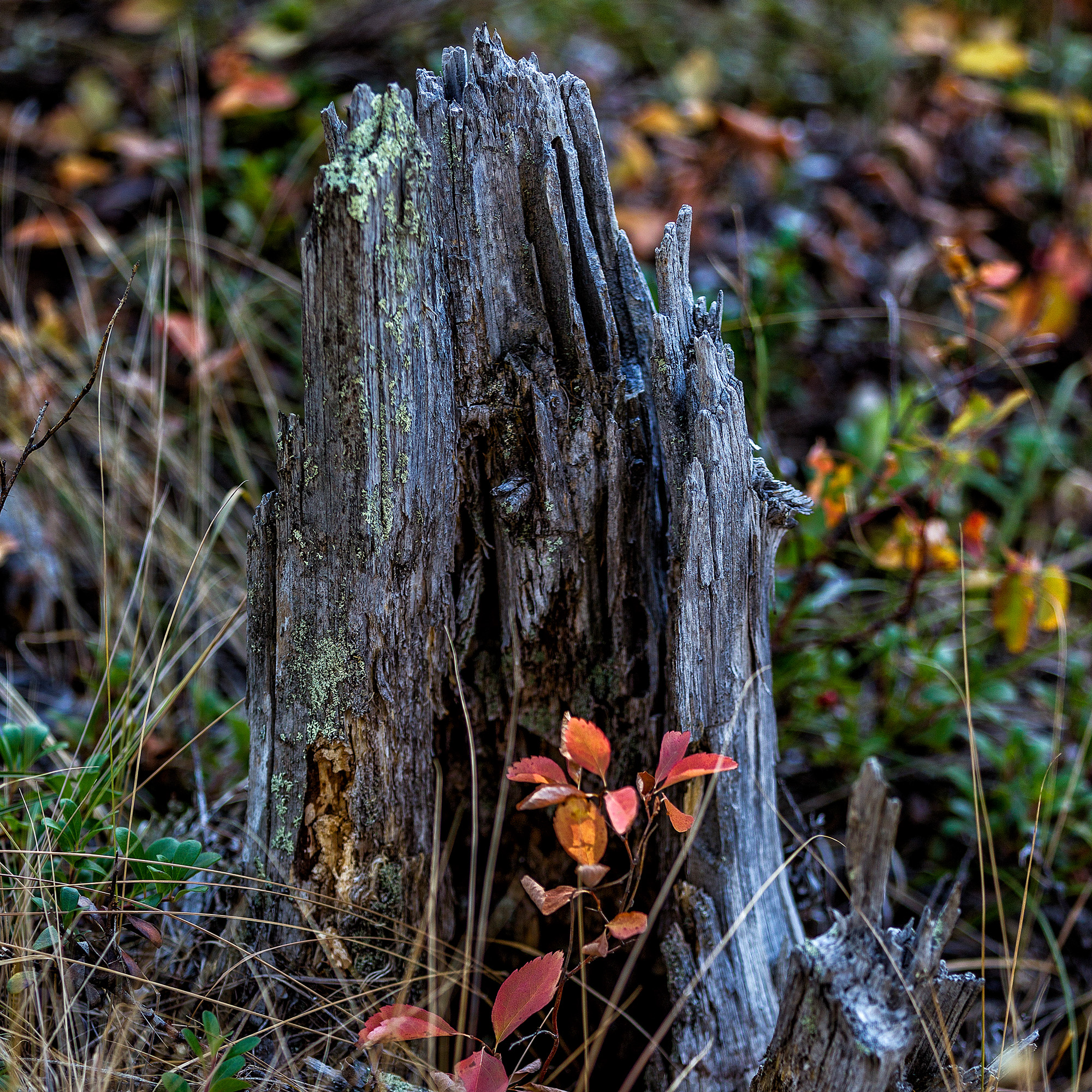 Living Patterns, Montana