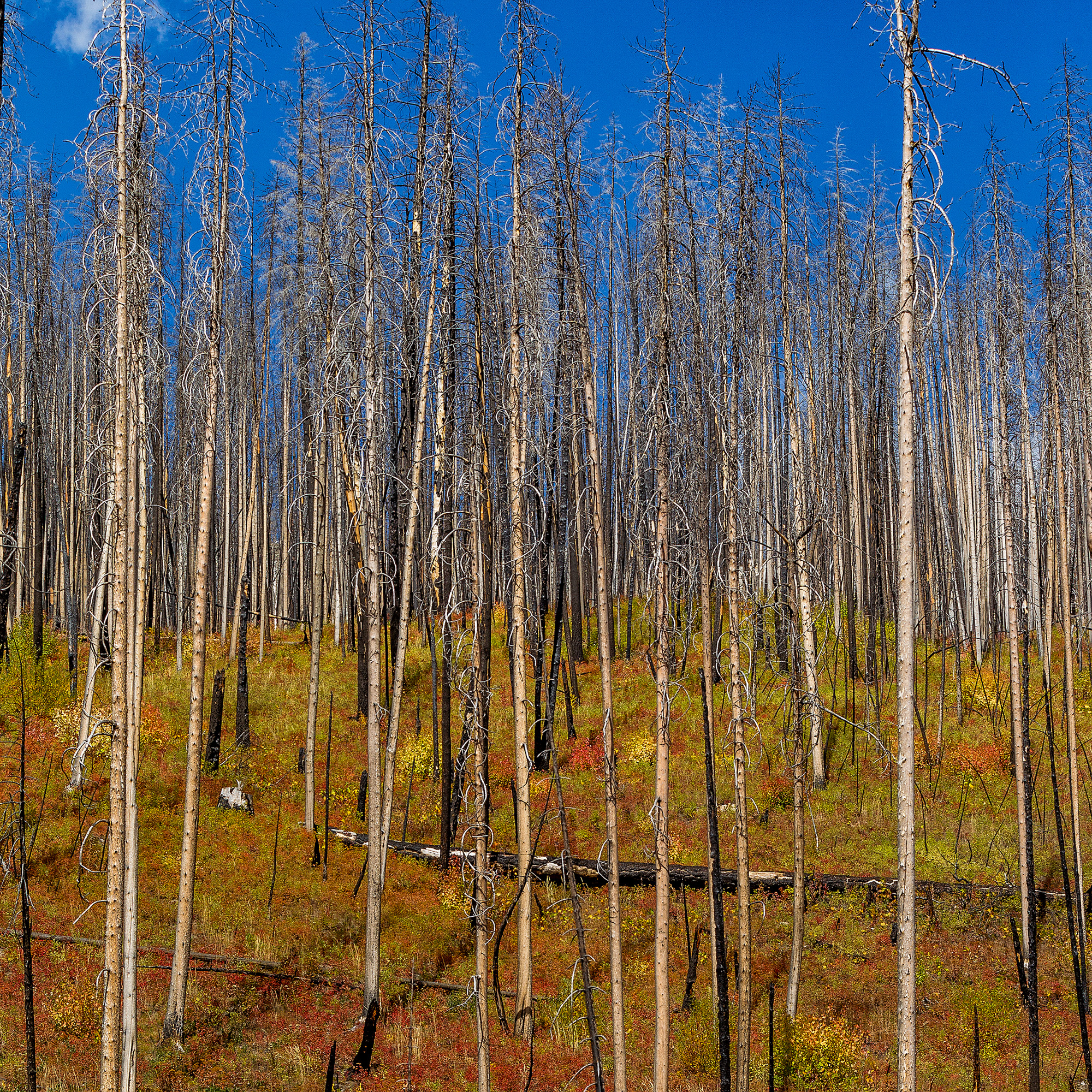 Living Patterns, Montana