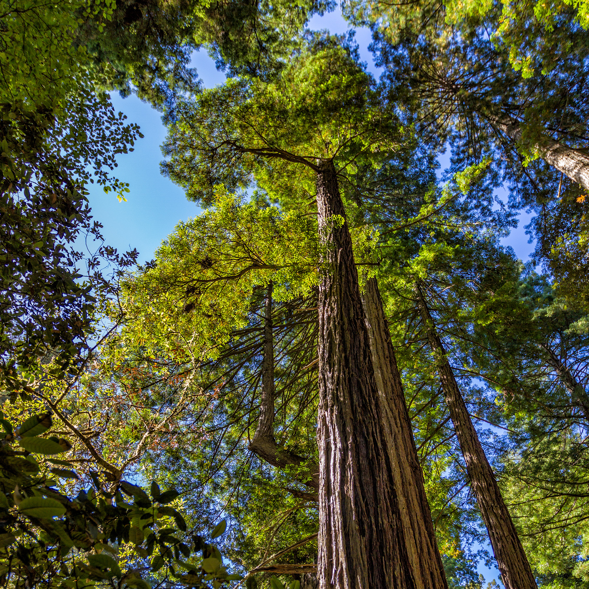 Prairie Creek Redwoods State Park, Oregon