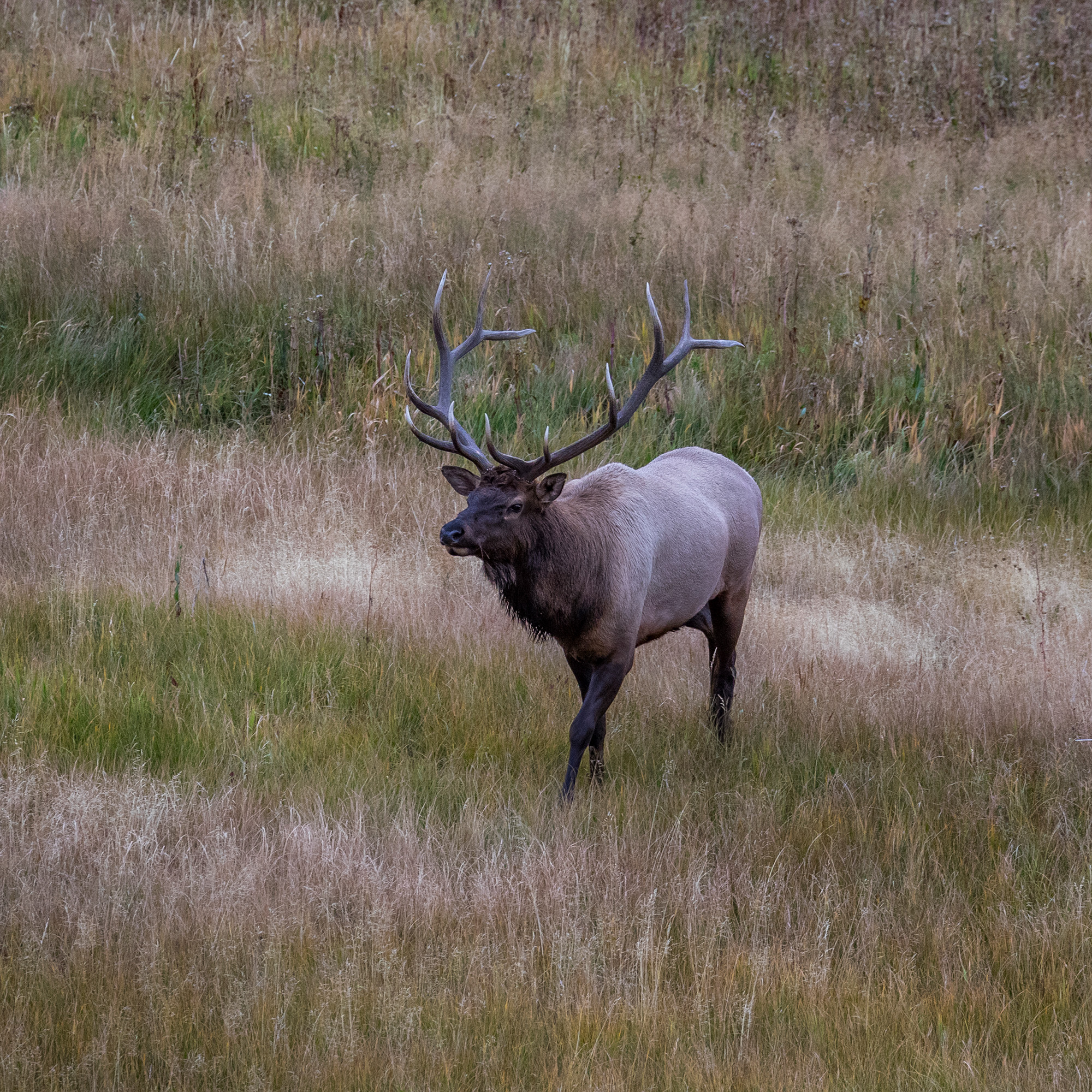 Yellowstone National Park, Wyoming