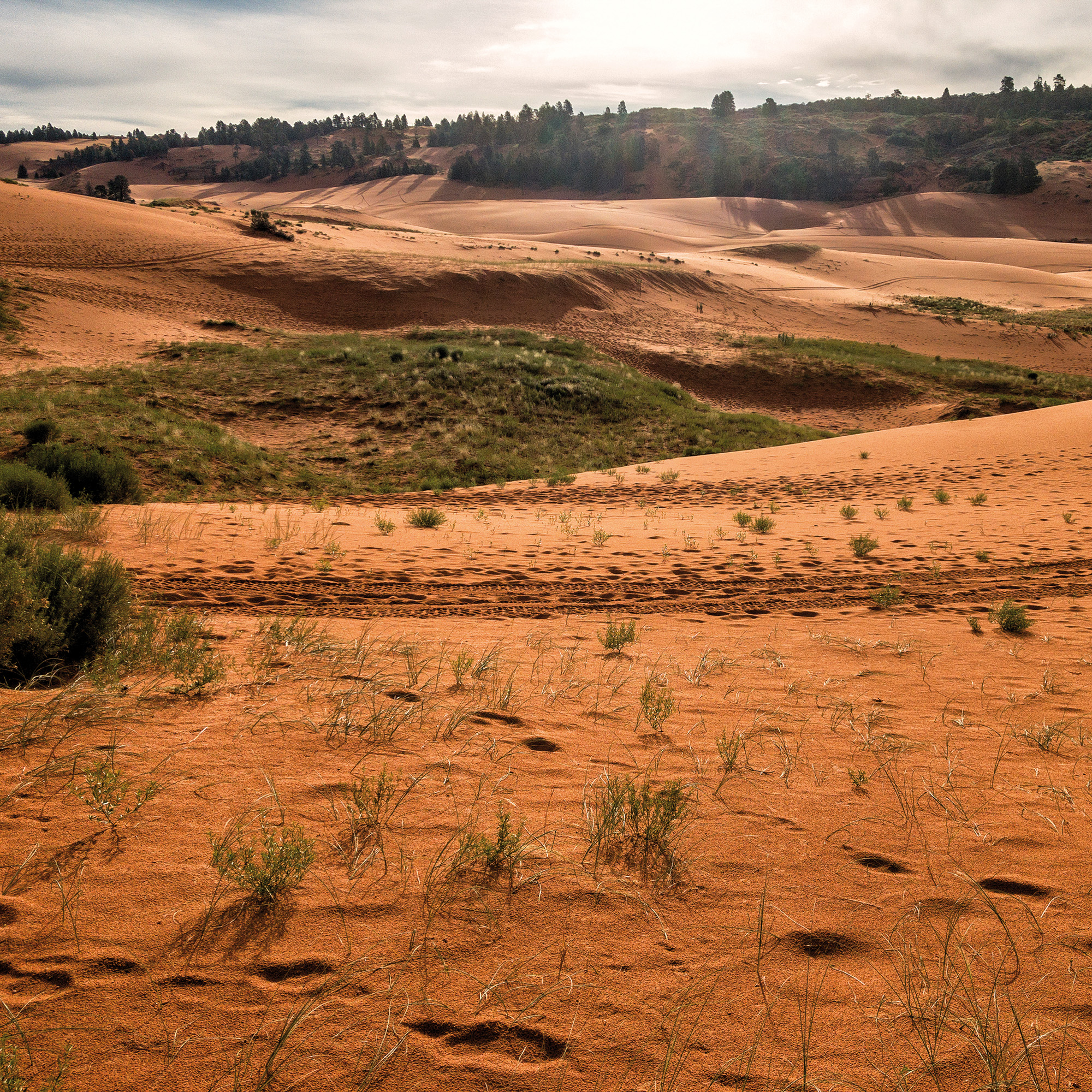 Sand Dunes, Utah