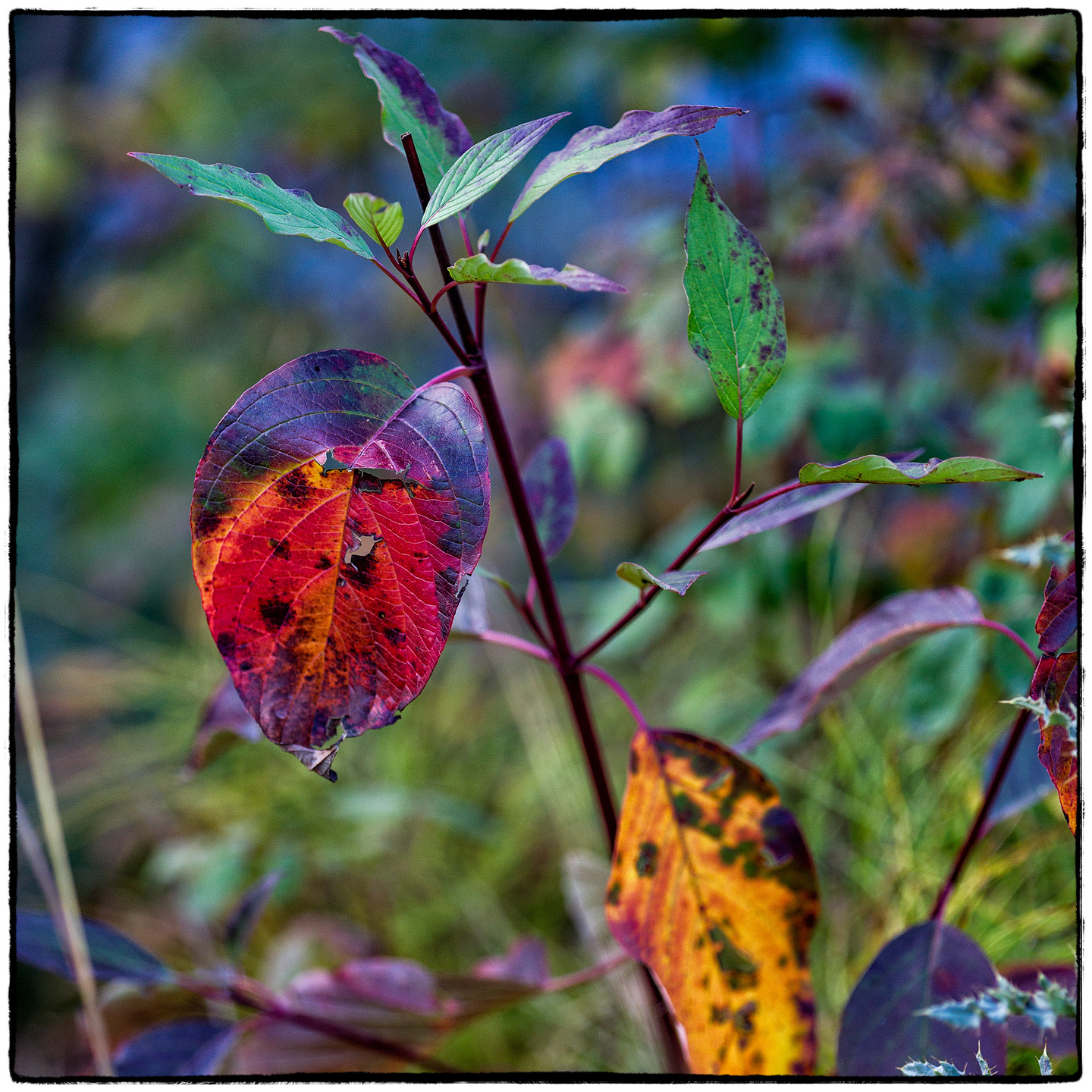Hungry Horse Reservoir, Montana