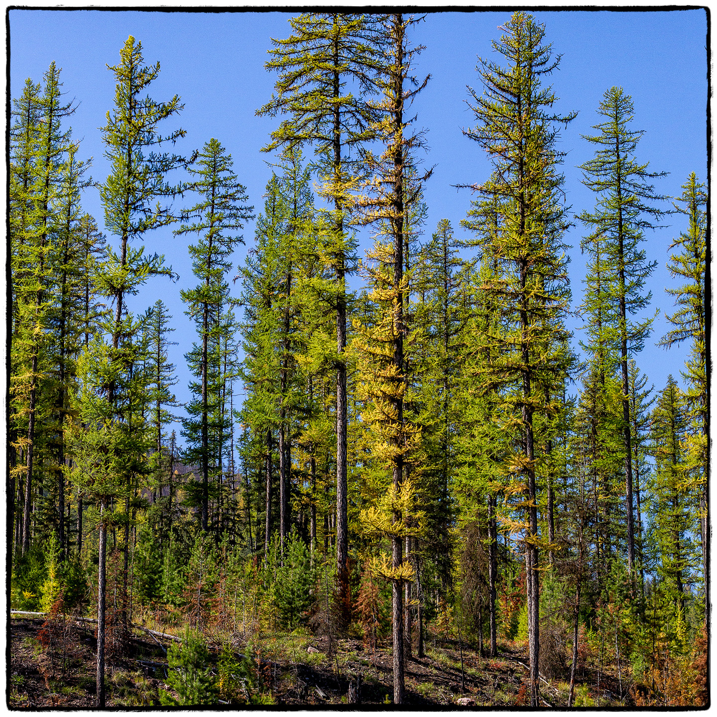 Hungry Horse Reservoir, Montana