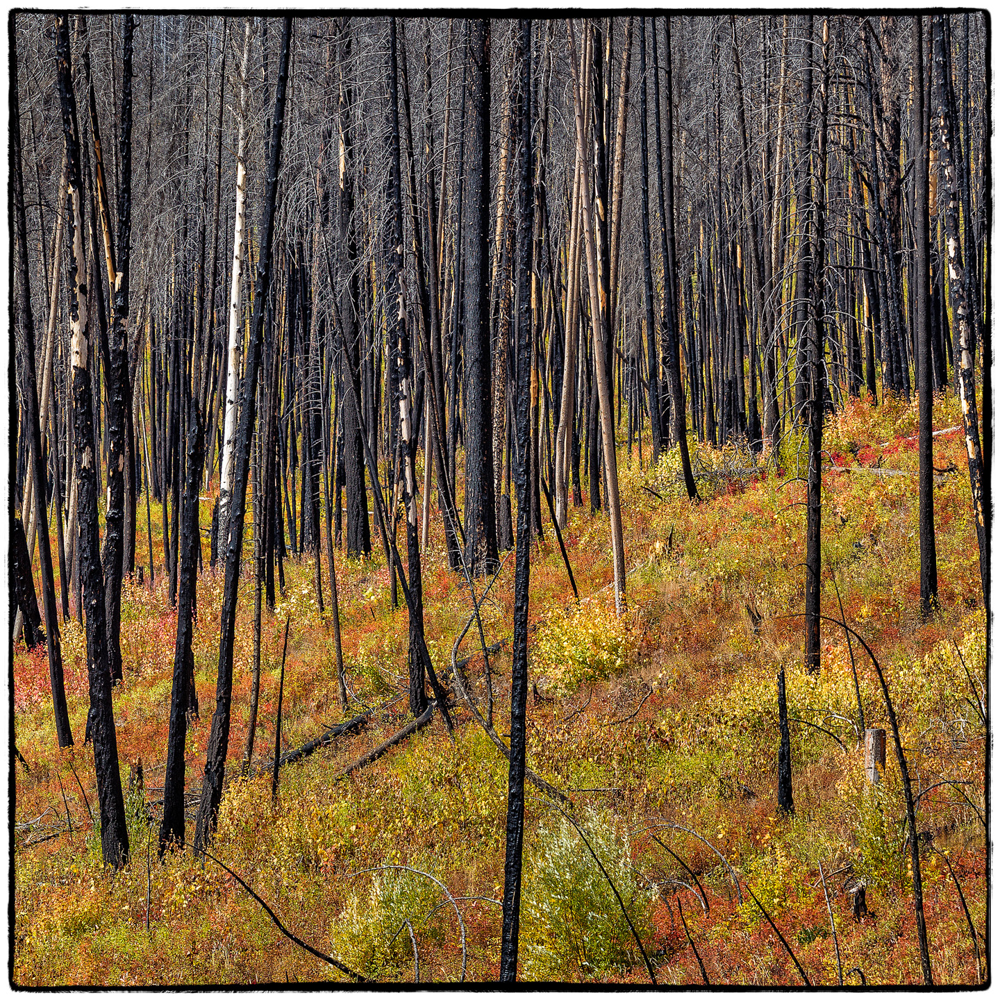 Hungry Horse Reservoir, Montana