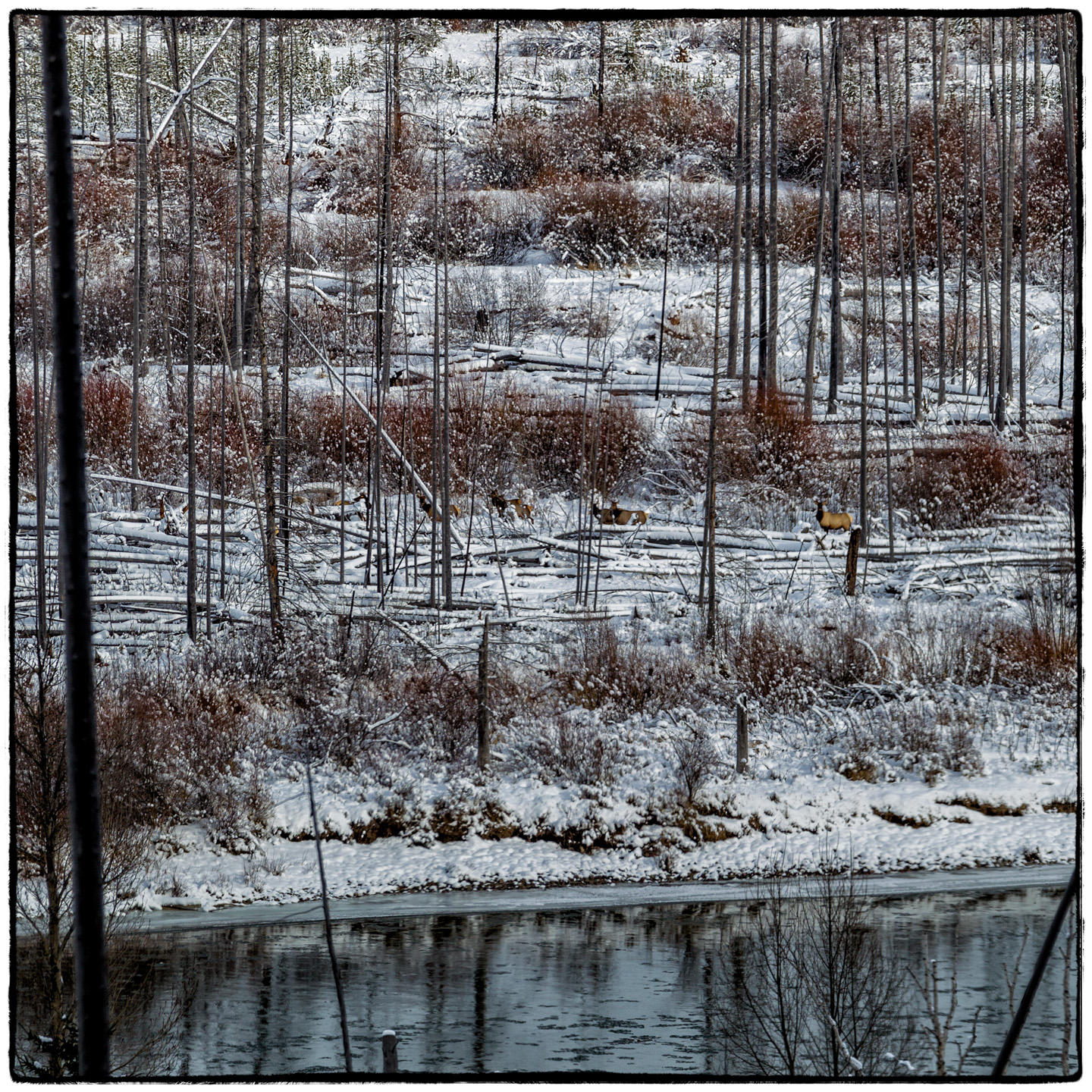 North Fork/Polebridge, Montana