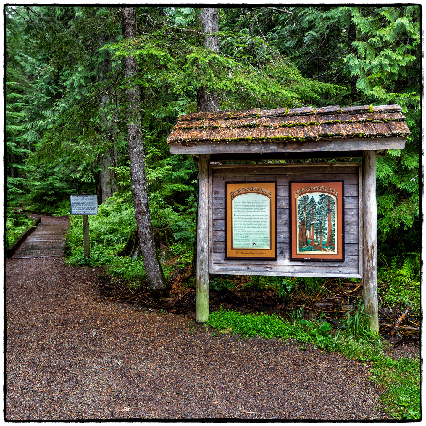 Ross Creek Cedars State Park, Montana