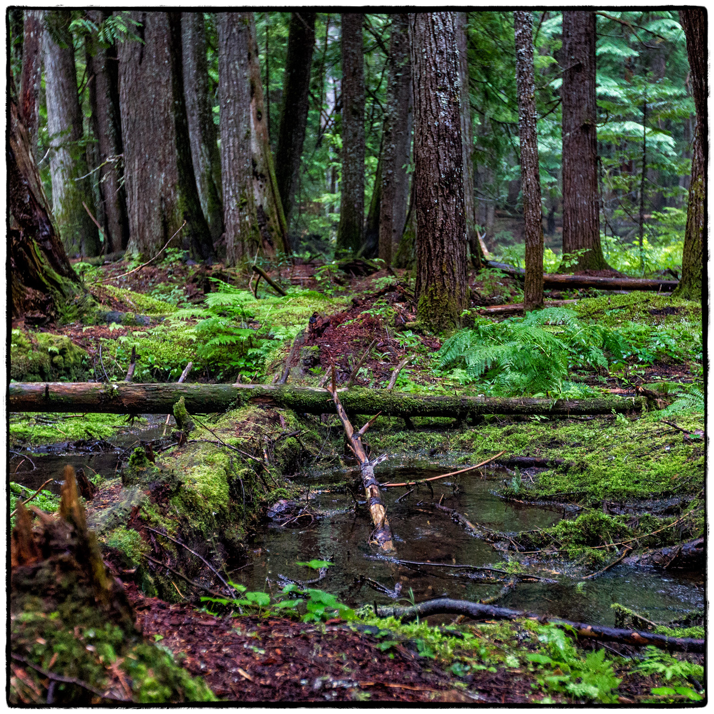 Ross Creek Cedars State Park, Montana